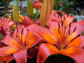 SCF Fair Lilies White spot fix RS.jpg