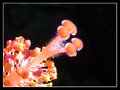 Day 27 - Hibiscus Stamen Macro - Take  2 
