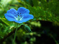 Day 34 - Blue Flower