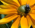Day 35 - Bumble Bee 