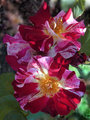 Varigated Rose.jpg