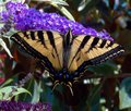 Monarch 3 CR SA RS LU.jpg
