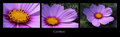 Cosmos Triptych