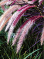 Day 33 - Ruby Grass 