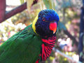 Lorikeet