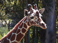 Giraffe 