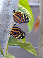 Butterfly Love