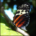 Butterfly 19 CR RS.jpg