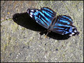 Butterfly 2 RS.jpg