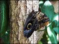 Butterfly 5 RS.jpg
