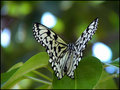 Butterfly 6 RS.jpg