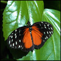 Butterfly 11 RS.jpg