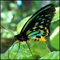 Butterfly 17 RS.jpg
