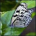 Butterfly 21 RS.jpg