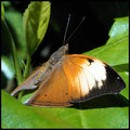 Butterfly 13 RS.jpg