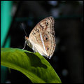 Butterfly 18 RS.jpg