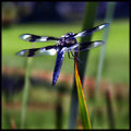 Dragonfly 2