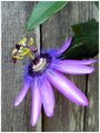 Passion Flower 
