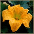 Day 46 - Pumpkin Flower 