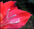 Gladiola 