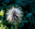 Bad Hair Day 