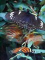 Butterfly Jitterbug