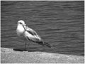 Day 5 - Seagull
