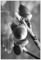 Day 18 - Acorns