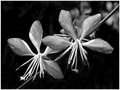 Day 16 - flowers