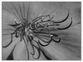 Day 22 - Stamen