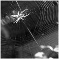 Day 27 - Spider