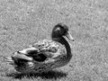 Day 29 - Mallard