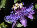 Passion Flower 3.jpg