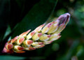 Day 3 - Bottle Brush Bud