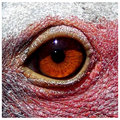 Day 8 - Eye of the Crane