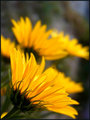 Day 9 - Mellow Yellow
