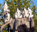 Lemur 3.jpg