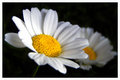 Day 12 - Tiny Daisies