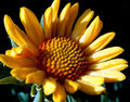 Day 14 - Yellow Flower