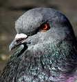 Day 17 - Pidgeon
