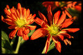 Mum-1-RS.jpg