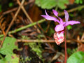 Mendocino-Orchid.jpg