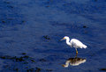 Crane