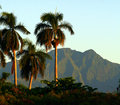 Palm-SFW-1.jpg