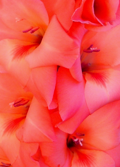 Gladiola 10