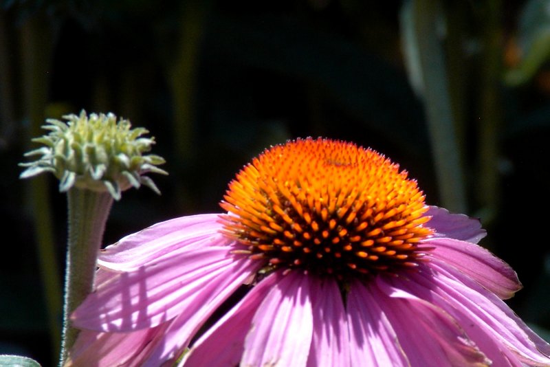 Coneflower 1.jpg