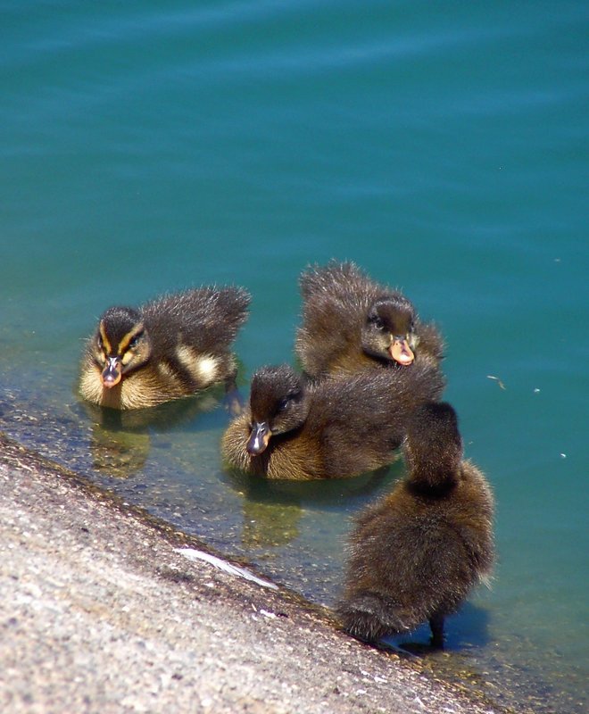 Cute Chicks