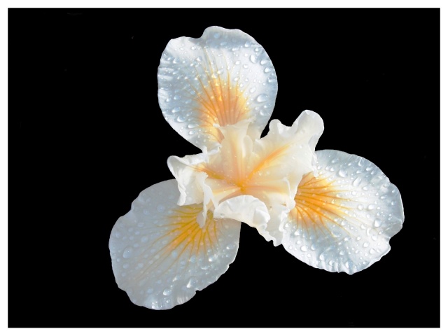 White Iris