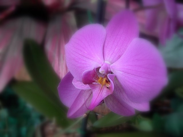 Day 7 - Phalaenopsis Orchid