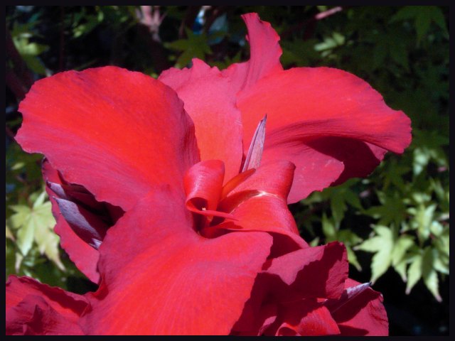 Day 9 - VERY Red Canna